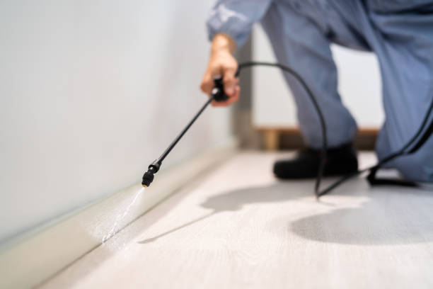 Licensed Ant Control service in Hawthorne, CA - Nex Pest Control